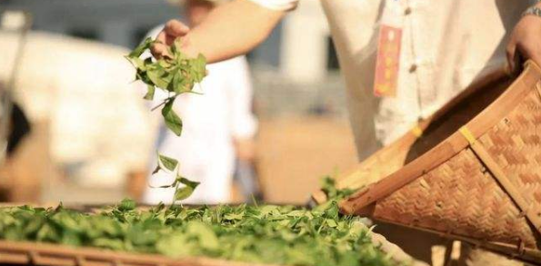 顺茗道岩韵花香白茶的成因初探