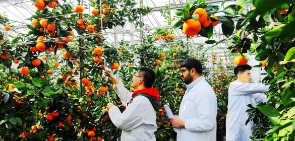 阐述生物技术在果树种植中的运用