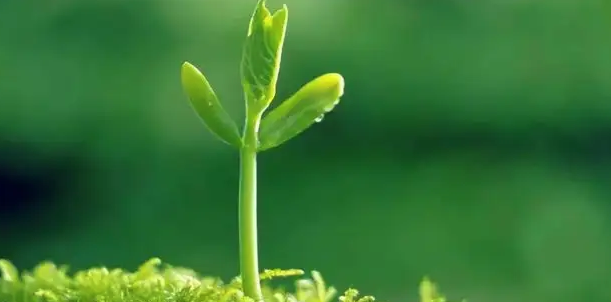 森林生态效益背景下林业会计核算研究