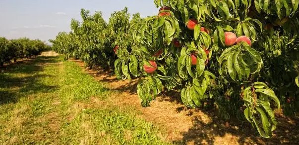 绿色农业背景下果树种植技术及果品质量提升策略