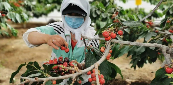 现代林果业种植中设施果树栽培技术的应用浅析