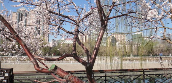 山桃在城市园林绿化中的应用