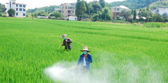 水稻种植技术与病虫害防治措施